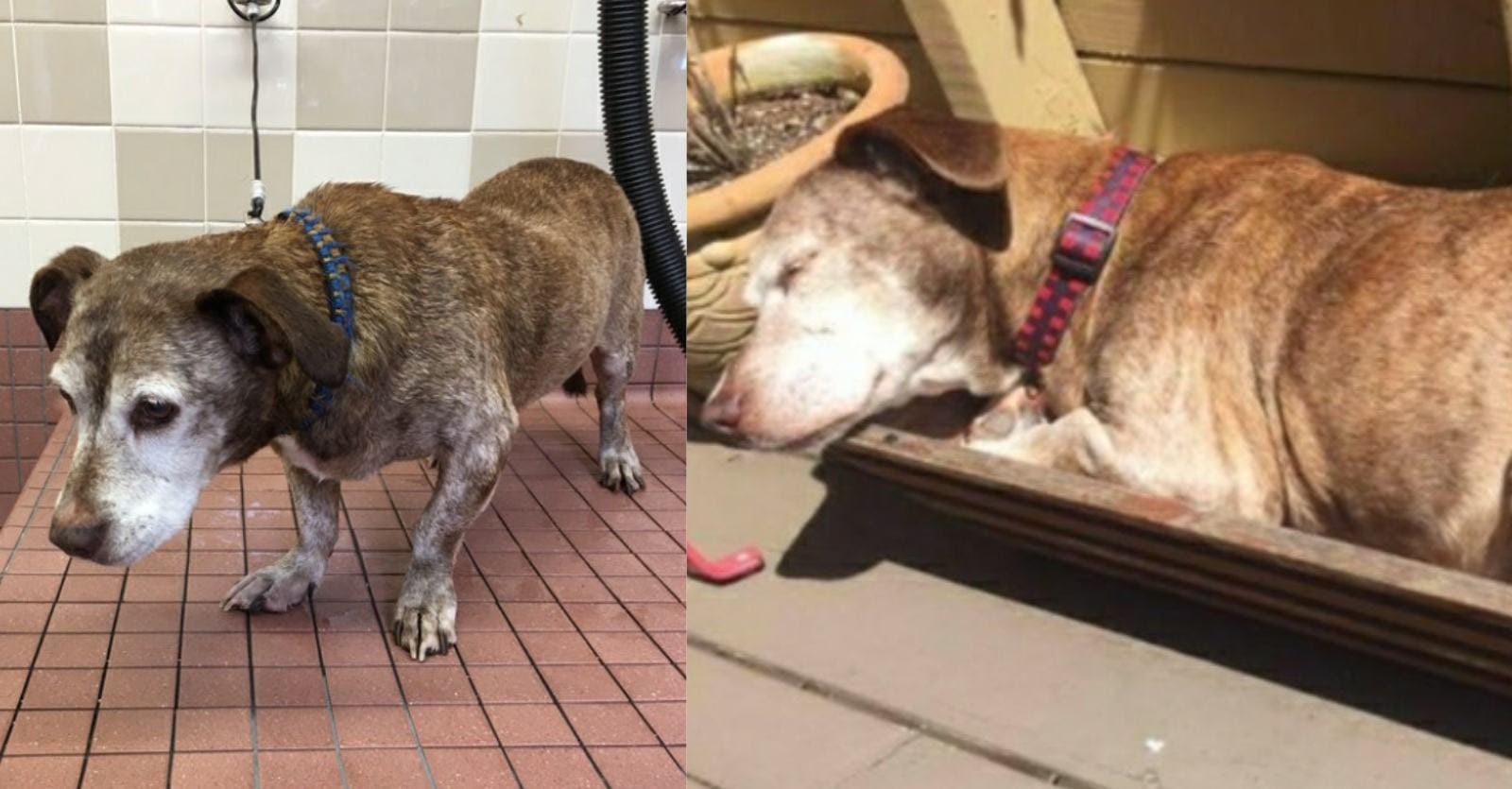 11 years in the tree, the deaf dog finally survived
