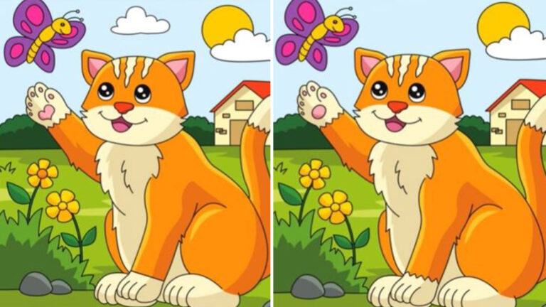You've got the eyes of a hawk if you can spot five differences between these cat pictures in less than 10 seconds.