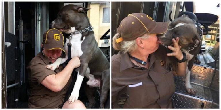 A UPS driver bonded with a pit bull while on the way to deliver, adopting it after its owner passed away