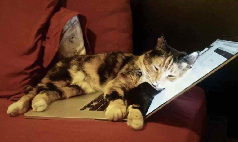 A cat accidentally pressed a button on a laptop and was assisted to its human