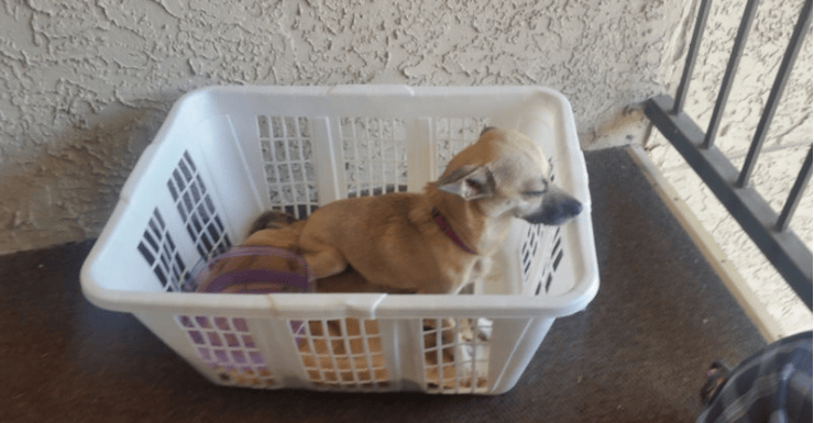 A couple saw an orphaned dog and decided to keep it with them