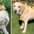 A cute and cuddly labrador has become a parent to 9 orphaned ducklings, showing their love and care