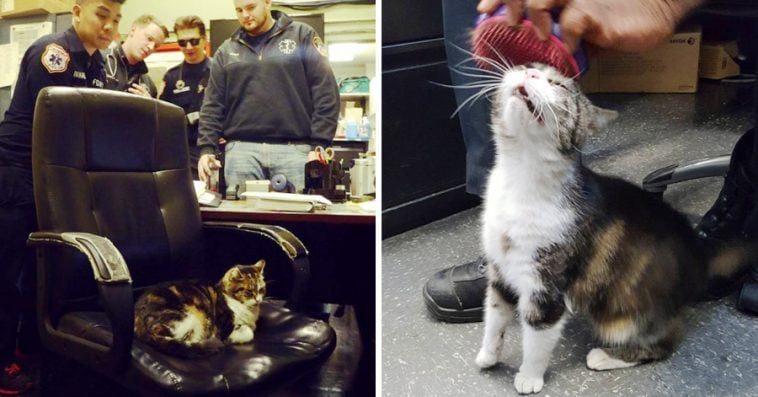 A feral cat wanders into the firehouse, attracts everyone's attention, and finds a forever home
