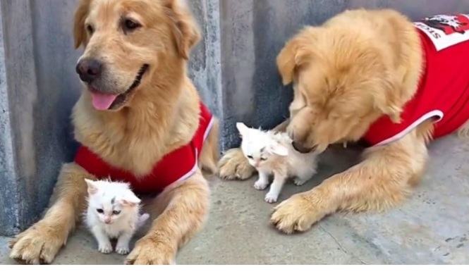 A kind golden retriever took a homeless kitten off dangerous roads and saved its life by taking care of it and giving it shelter.