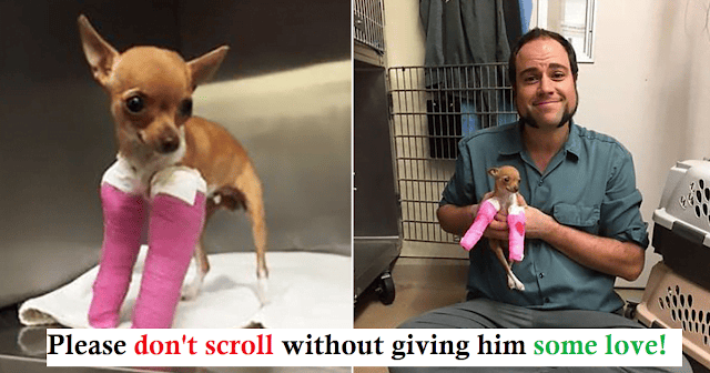A little chihuahua rescued from a trash can is now in safe hands