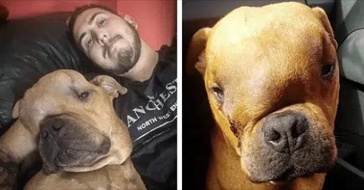 A man adopts a dog with a deadly tumor so it can feel unconditional love before it dies