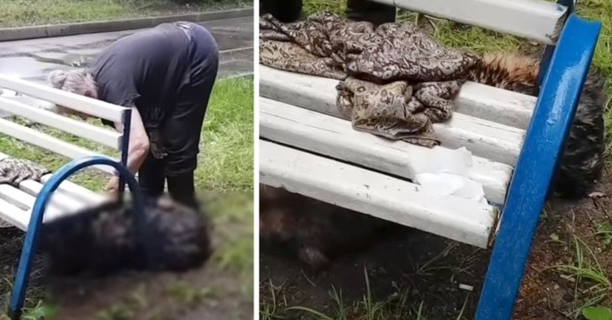 A man found his dog lying down in heavy rain after its owner died 15 years ago