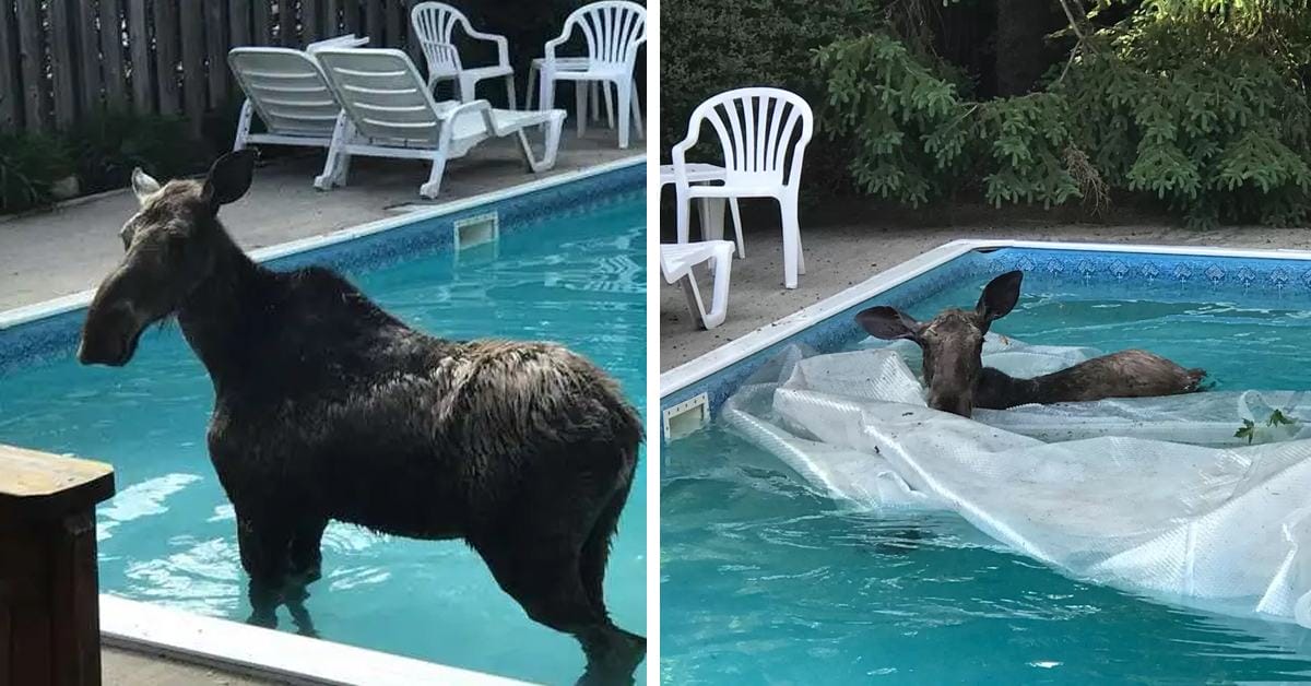A man looks out to see a moose swimming in his pool
