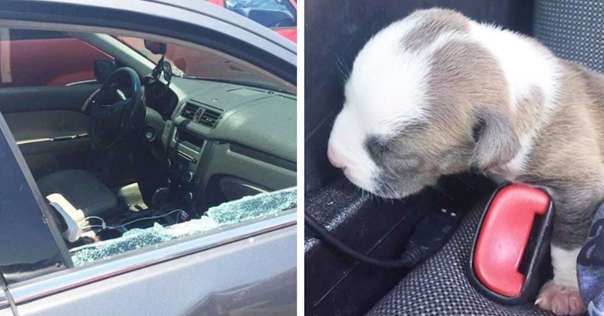 A police officer broke a car window to free a small dog trapped inside in hot weather
