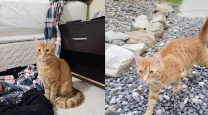 A sly cat goes missing while moving 40 miles to find and reunite with his family
