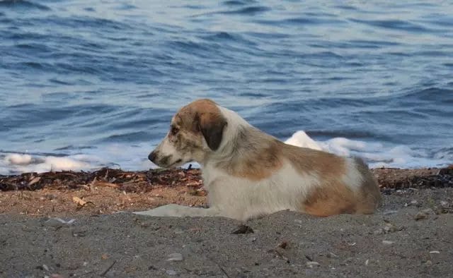 A stray dog ​​hunting a woman on the beach turns out to be a real treasure in disguise