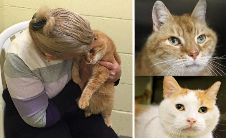 A woman adopts an elderly cat, then returns to the shelter to rescue her 17-year-old best friend