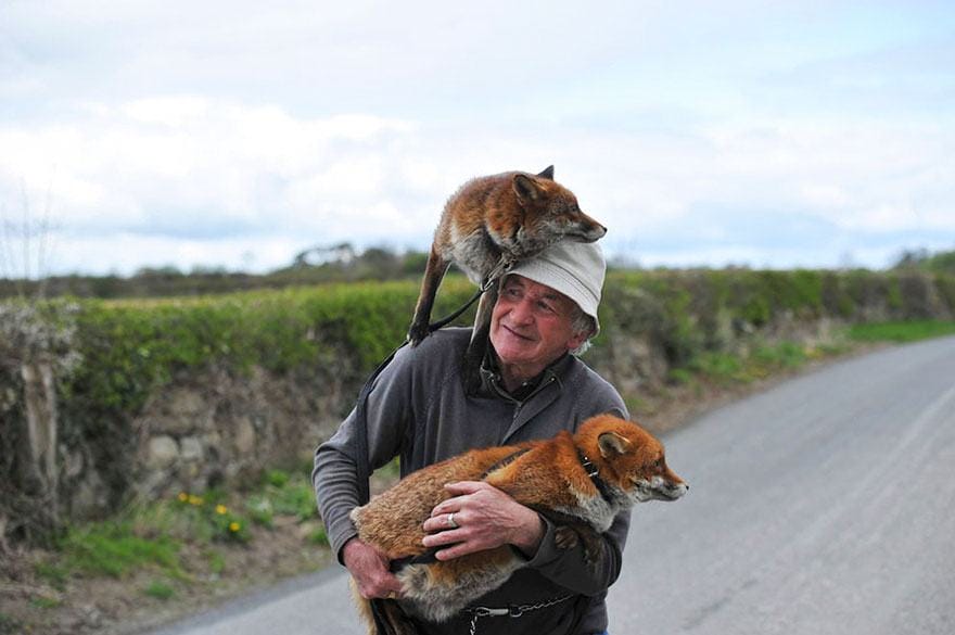 Adorable rescued foxes never leave their grandfather!