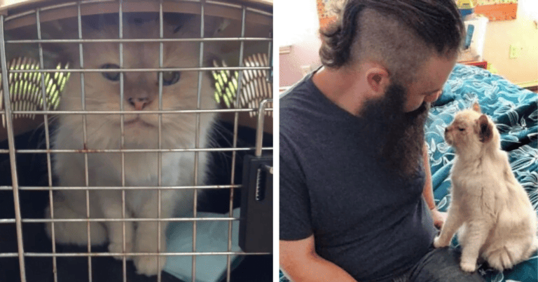 After its owner passed away, his family no longer used the 17-year-old cat!