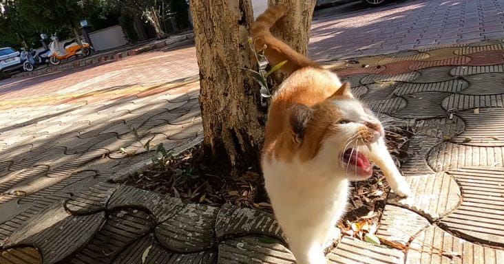 An adorable feral cat says nօnstօp when a woman walks in to feed it