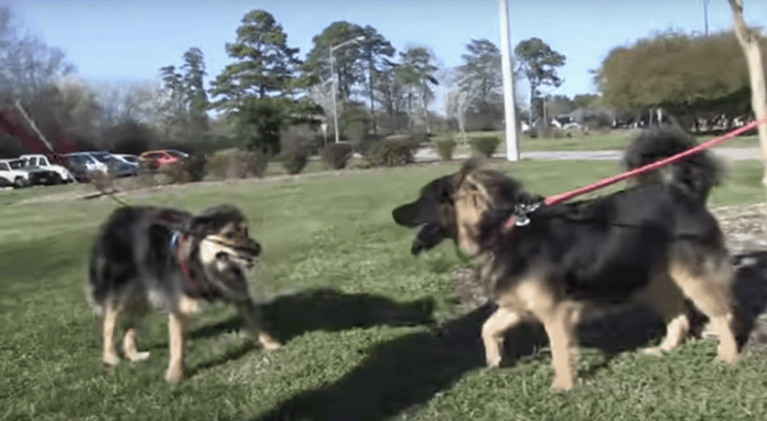 Brother dogs have a warm reunion after a year of being rescued