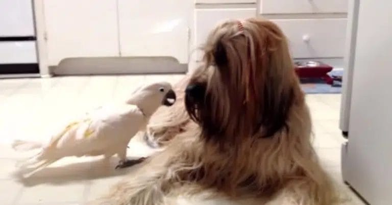 Cheerful and intelligent parrot barks like a dog to communicate with his best friend