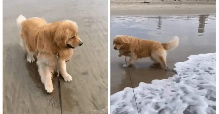 Chester the dog loves the ocean but doesn't want to get his feet wet, meet the hilarious Chester!