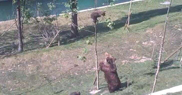 Cute video shows a mother bear trying her best to get her mischievous cub out of a tree