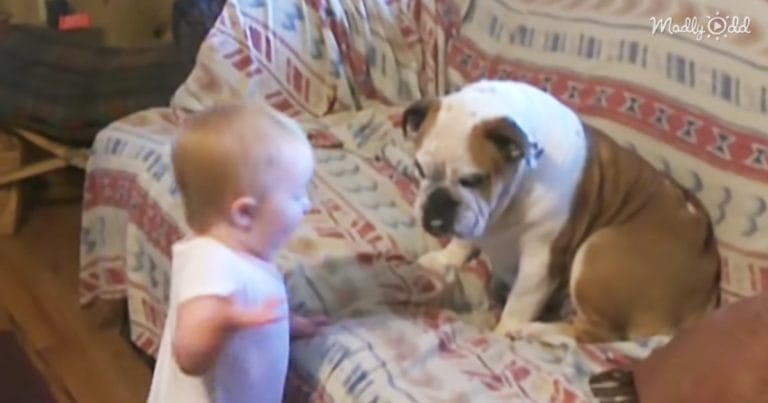 Funny shot.  An adorable kid has a funny fight with an English bulldog