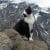 Great footage.  This cat with an unusual heroic spirit led a lost climber down a mountain in Switzerland