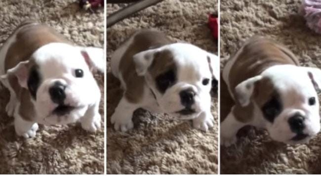 Ice .  Cute bulldog asks to sit on the sofa and "clashes" fiercely with his father