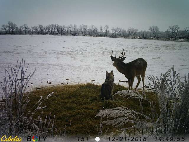 Image.  Husky sneaks out of the house and gets caught on camera befriending wild deer in the forest!!