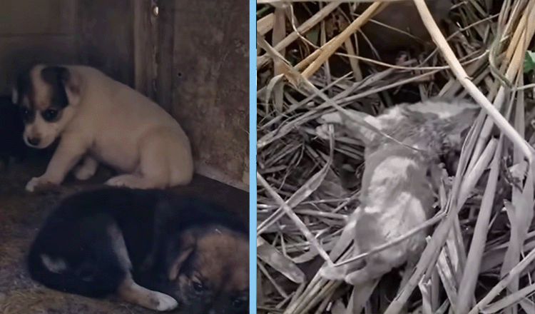 Little stray dogs are asking for help because they can't see anything