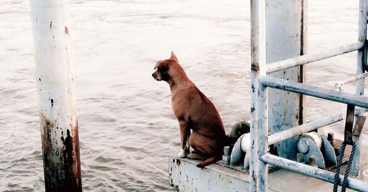 Loyal dog waits for his owner to die on the dock for a month