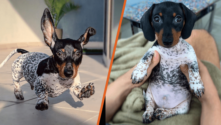 Meet MOTHER, the Dachshen Dog who is adorable and likes as if he has the body of a cow