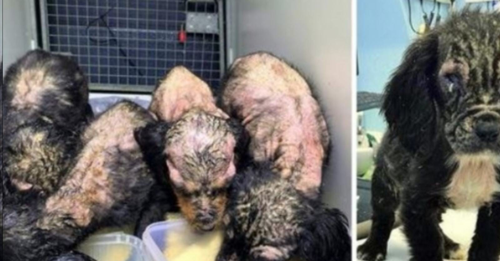 One in four puppies turned out to be different from the others after they were discovered rotting