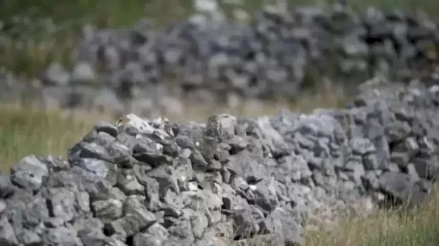Optical Illusion Brain Test: Can You Find the Owl Camouflaged in the Stone Wall in 12 Seconds?