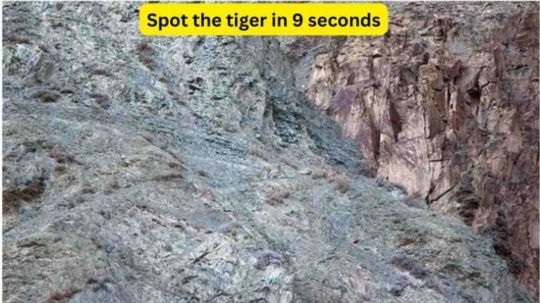 Optical Illusion: Spot the tiger