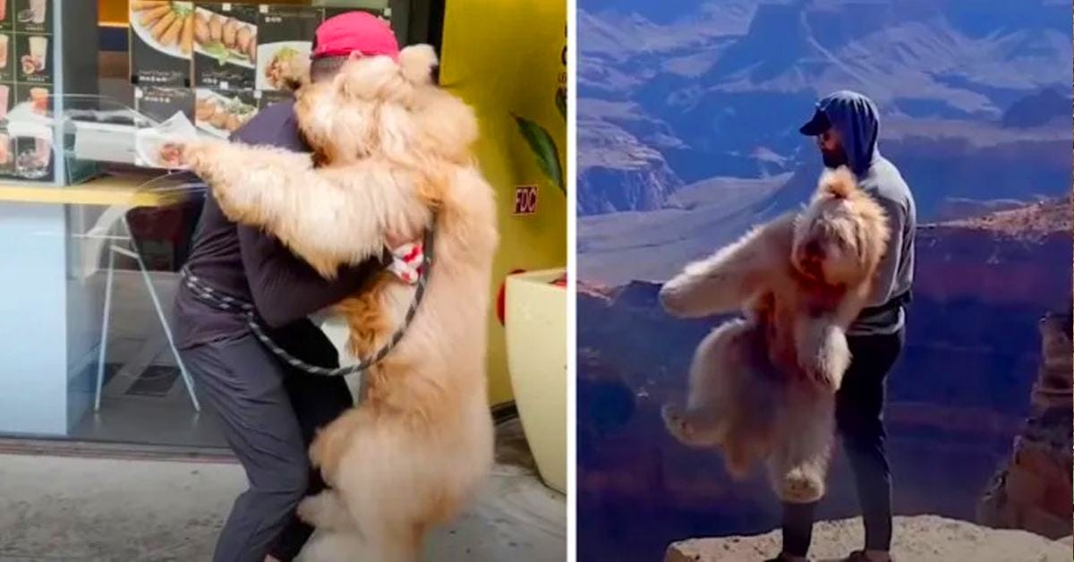 Owner has to carry Brody every time the giant dog encounters a 'scary' incident