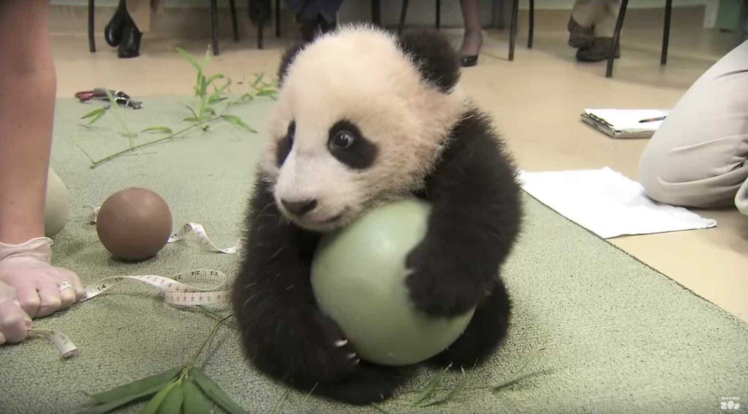 Pandas have the cutest rage when they try to get his ball