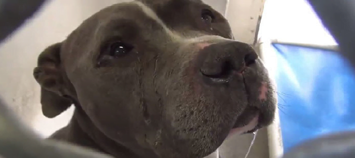 Pit bulls also cry: a pit bull abandoned by its owner cried in a shelter
