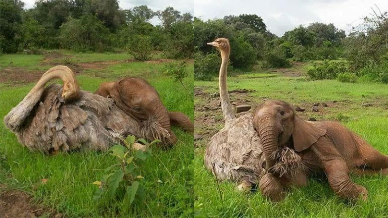 Scary and scary beautiful.  An ostrich hugs an orphaned elephant in an effort to help it