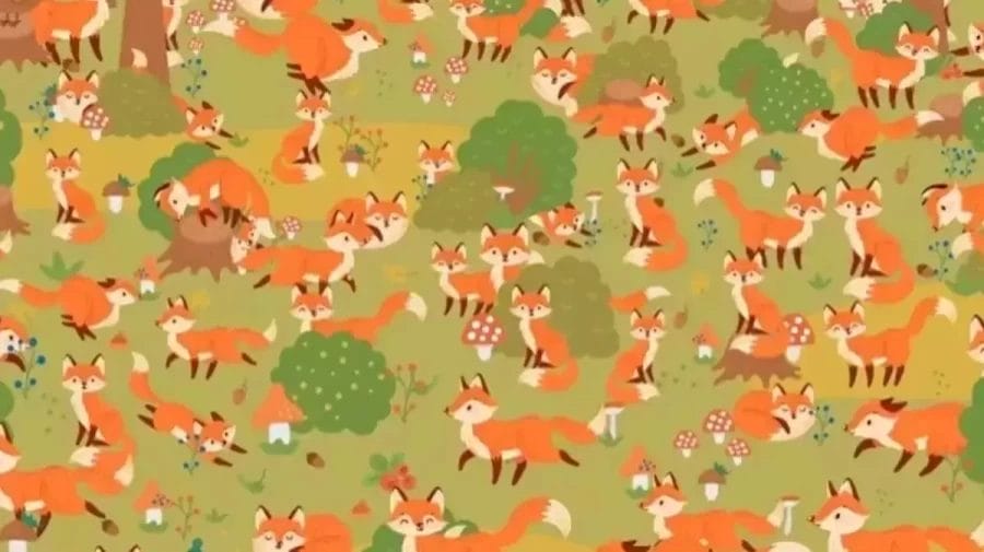 Mind Blowing Optical illusion: Can you spot the Hidden Blue Eyed Fox in this Image within 15 Seconds