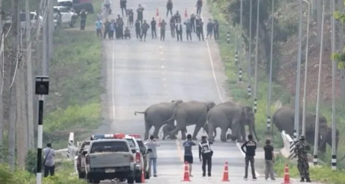 Sweet scene.  Ice.  The camera recorded the scene of a herd of 50 elephants calmly crossing the road in Thailand