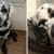 The Internet is fascinated and crazy because the beautiful black Labrador dog has vitiligo