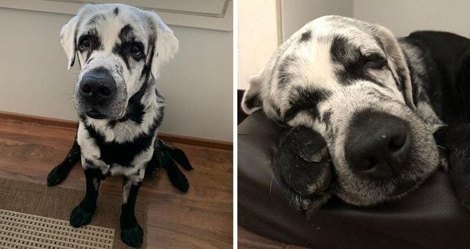 The Internet is fascinated and crazy because the beautiful black Labrador dog has vitiligo