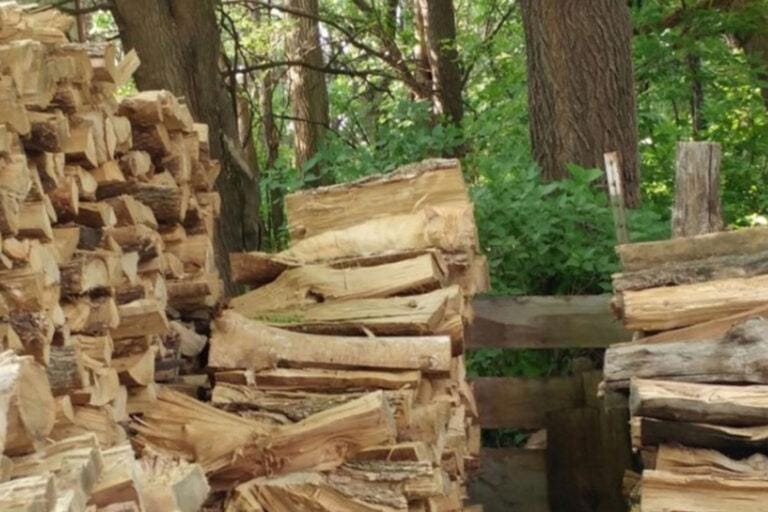 The cat is perfectly camouflaged in the woodpile, but can you see the cat napping?