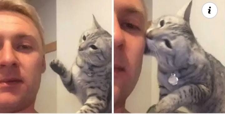 The cat tries to apologize to its owner in the best way