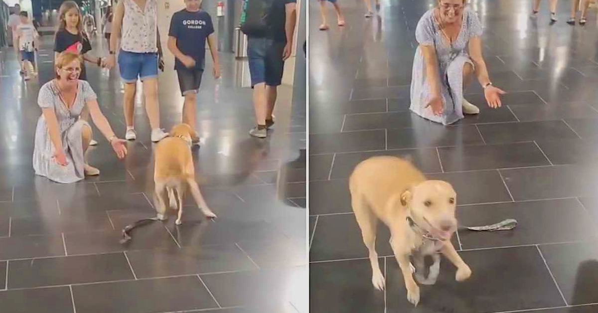 The dog couldn't stop jumping when he saw his grandparents, and it was a moment of pure joy