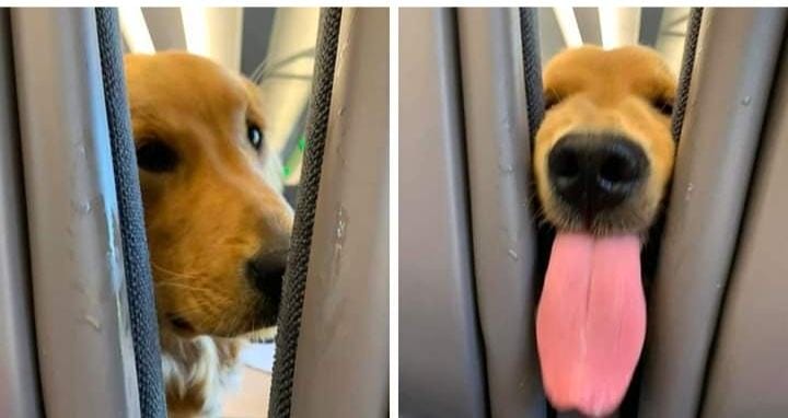 The dog was tired and bored on a very long flight and decided to entertain the passengers behind