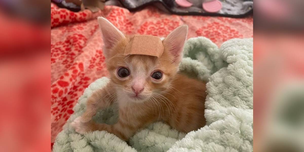 The little cat with special needs always wears a patch on his head to protect his brain