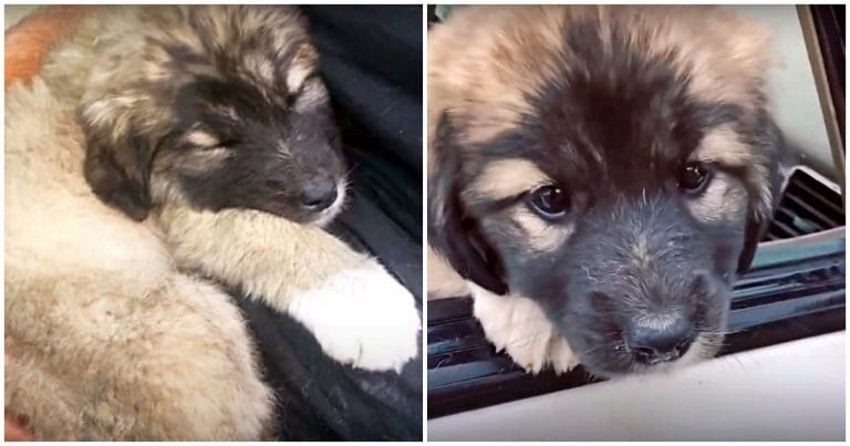 The puppy shivers in the same race.  His mother was hit by a car hoping to save her