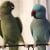 The scene is very funny.  Parrots talk to each other in a wonderful way