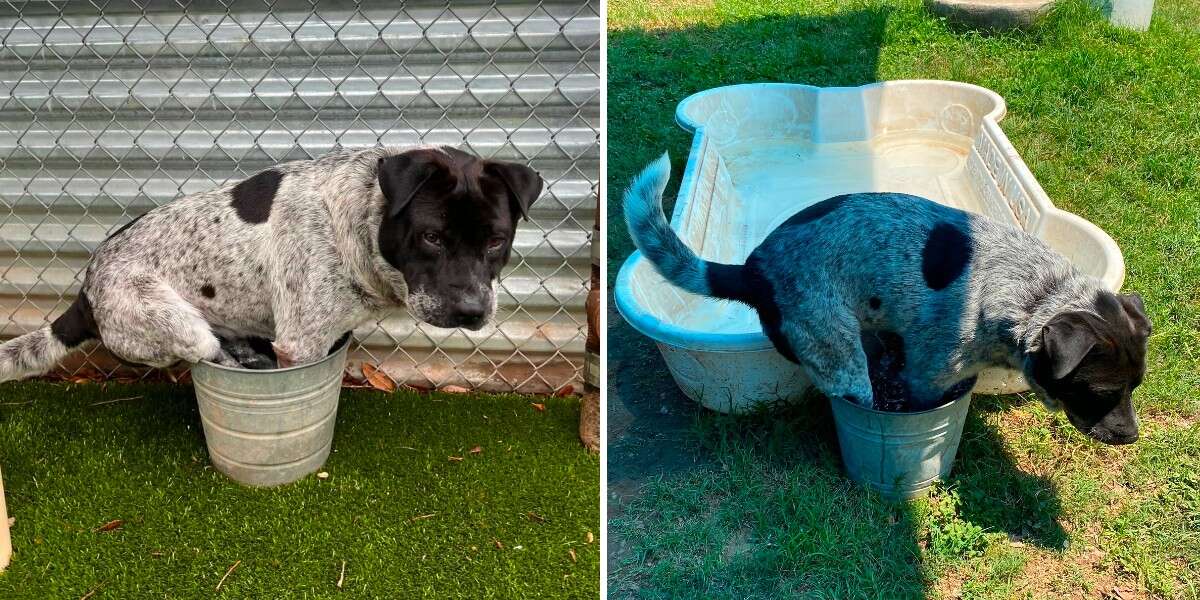 The shelter dog has a pool of his own, but he still prefers his bucket.