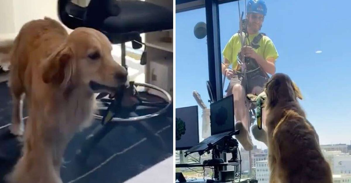 The sociable family dog ​​insists on helping the window cleaner by bringing him a toy